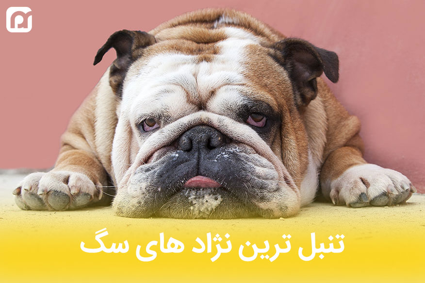 تنبل ترین نژاد های سگ